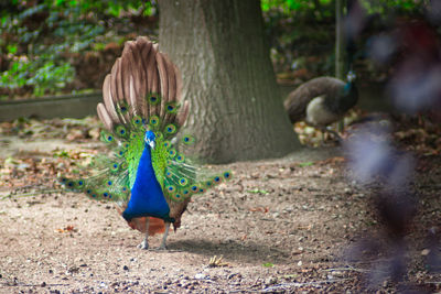 View of peacock on land