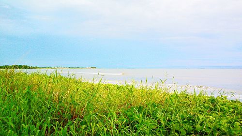 Grass growing on field by sea against sky