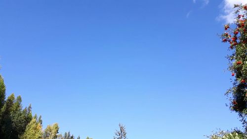 Low angle view of trees against blue sky