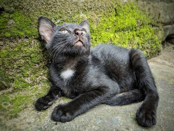 Portrait of black cat relaxing outdoors