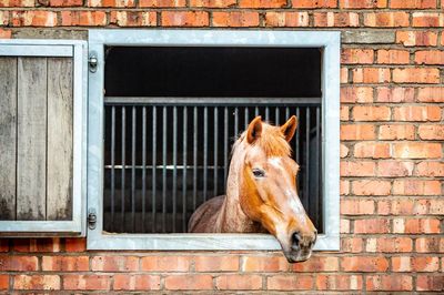 Horse looking out of a stable window