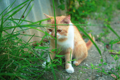 Cat sitting in grass