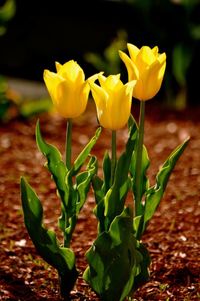 Close-up of yellow flowers blooming on field