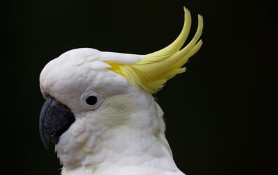 Close-up of white parrot