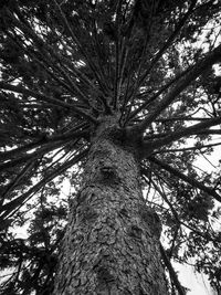 Low angle view of trees