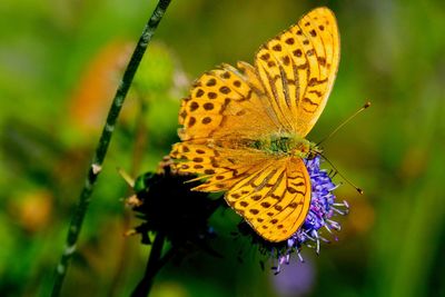 Close-up of butterfly pollinating on flower