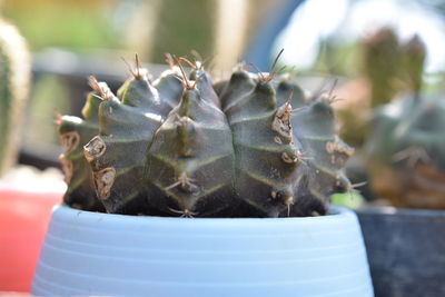 Close-up of succulent plant