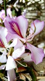 Close-up of flowers blooming outdoors