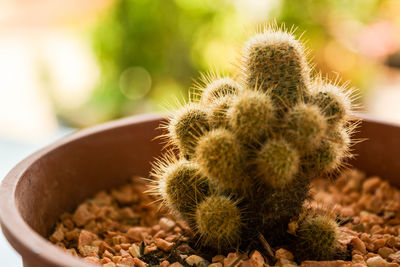 Close-up of cactus plant