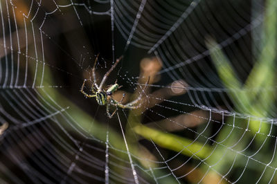 Close-up of spider on web