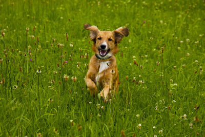 Portrait of dog on grass