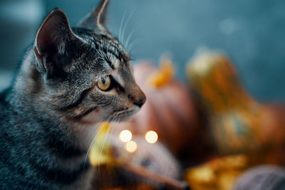 Close-up of a cat looking away