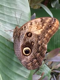 Close-up of butterfly on leaves