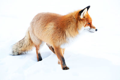 Full length of red fox on snow covered field