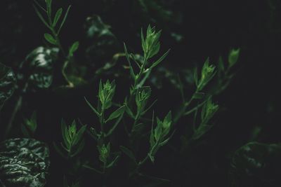 Close-up of plants growing on field