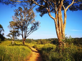 Trees on field against sky