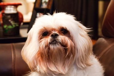 Close-up portrait of dog at home