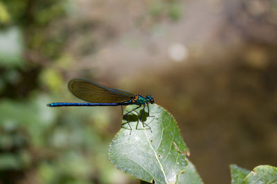 Close-up of dragonfly on leaf