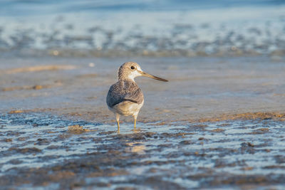 Close-up of bird perching on beach