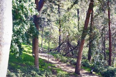 Trees in forest