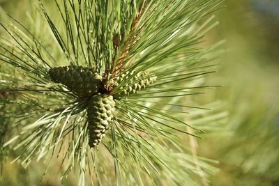 Close-up of pine tree