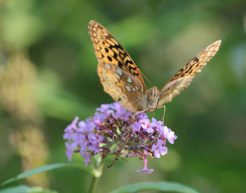 Close-up of butterfly pollinating on purple flower