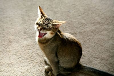 Portrait of cat yawning