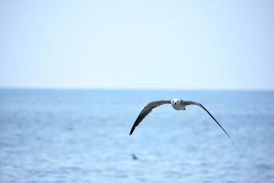 Seagull flying over sea against clear sky