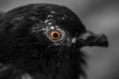 Close-up portrait of a bird