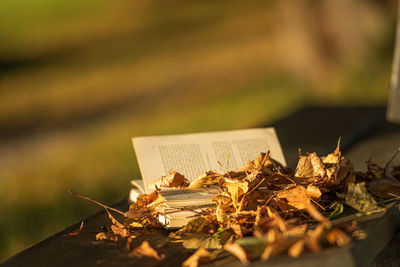 Close-up of dry leaves on field