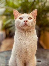 Close-up portrait of a cat