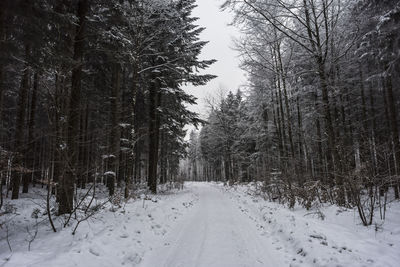 Snow covered road amidst trees in forest