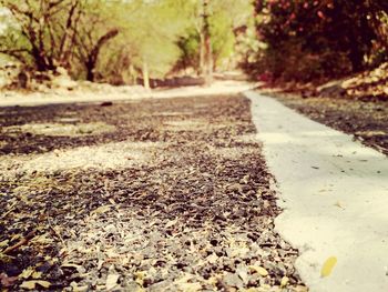 Road amidst trees