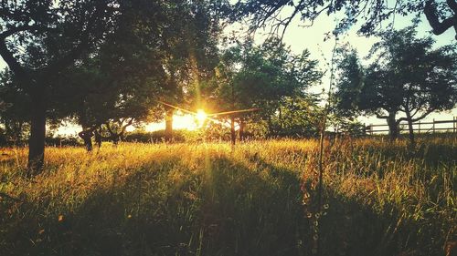 Sun shining through trees