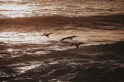 View of birds flying over sea