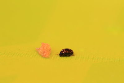 Close-up of ladybug on yellow background