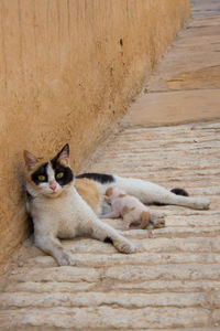 Portrait of cat feeding a kitten on the street