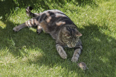 Cat playing with mouse