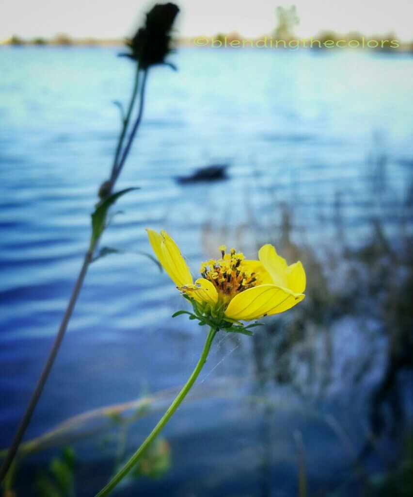 flower, water, growth, fragility, beauty in nature, yellow, petal, plant, freshness, nature, lake, flower head, focus on foreground, stem, close-up, tranquility, blooming, single flower, tranquil scene, outdoors