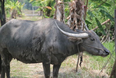 Buffalo in the farmer's garden