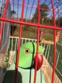 Close-up of parrot in cage