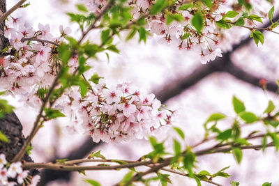 Cherry blossoms close up in seoul south korea.