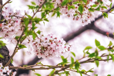 Close-up of pink cherry blossoms in spring
