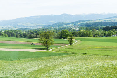 Tranquil view of landscaped field