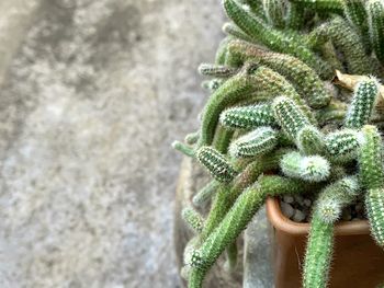 Close-up of succulent plant against wall