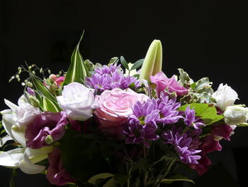 Close-up of pink roses against black background