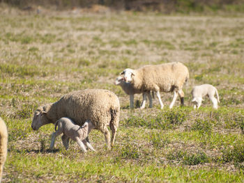 Sheep grazing on field