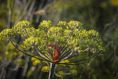 Close-up of plant