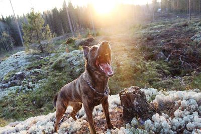 Dog barking in forest