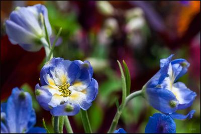 Close-up of purple flowering plants in park